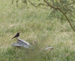 Black phoebe